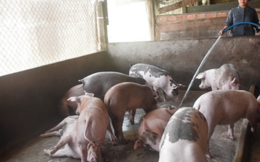 “Tái chế” chất thải chăn nuôi đồng hành cùng xử lý nước thải- Giải pháp tiết kiệm chi phí cho người dân
